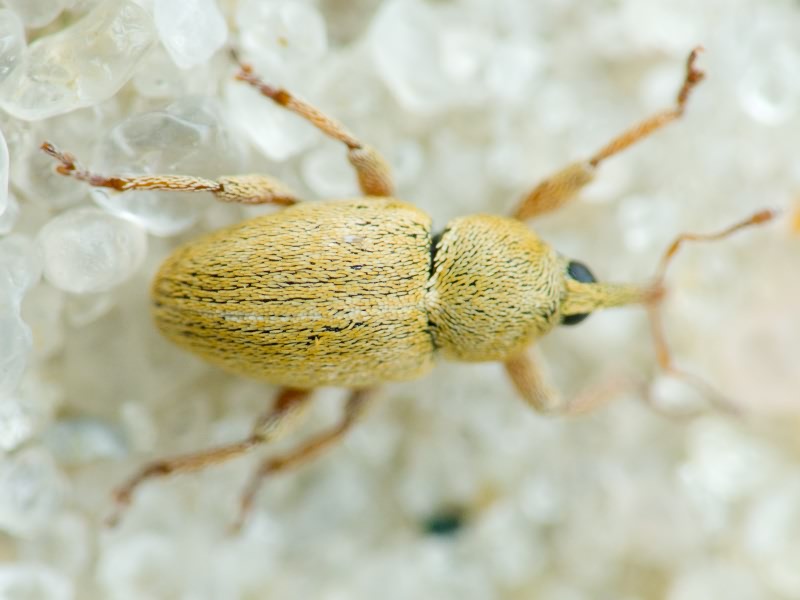 Tychius aureolus Kiesenwetter, 1852
